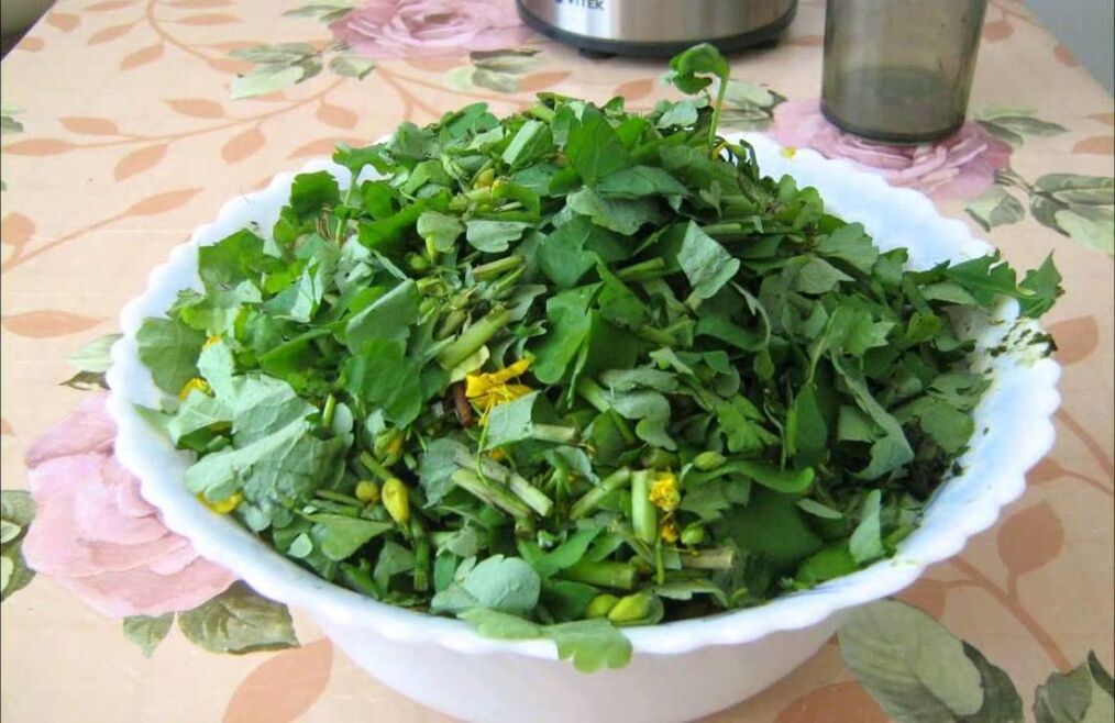 Chélidoine écrasée pour préparer une pommade antifongique.