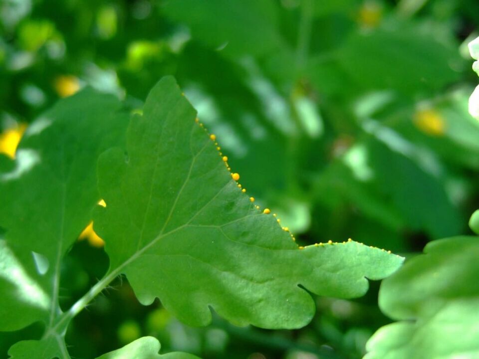 Jus médicinal sécrété par les feuilles de chélidoine.